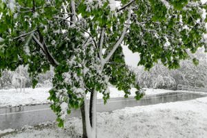 Gegužės sniegas atgaivino dirvožemį, bet baiminamasi šalnų