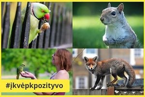 Viruso suparalyžuotame Londone lietuvis parke užfiksavo pasakišką reginį