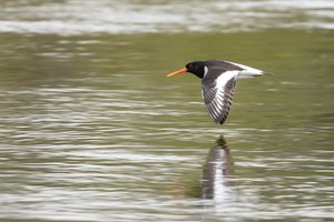 Nemuno salose aptiktos perinčios sparčiai nykstančios jūršarkės