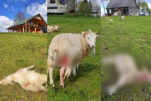 Kruviną puotą Bajorų kaime surengė vilkai, šeimininkas nutraukė siaubingas gyvulių kančias