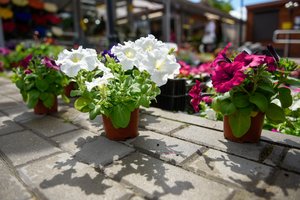 Lietuviškų sodybų puošmena – petunijos: savybės ir auginimo patarimai