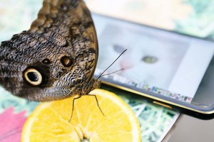 Penki patarimai, kaip nusifotografuoti su drugeliu