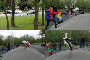 Panevėžyje dėmesį patraukė klaidžiojantis gandras, bet jo likimas miesto tarnybų nesujaudino