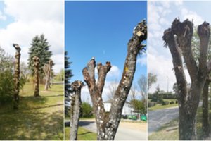 Kas kaip moka, taip šoka – viešviliečiai šiurpsta nuo to, kaip miestelyje genėjami medžiai