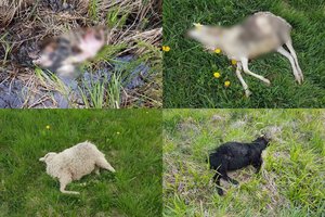 Švenčionių r. – kruvina puota: vilkai išpjovė 9 avis, 15 paliko gyvų