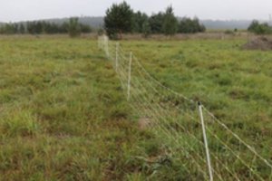 Vilkai pjauna Alytaus rajono ūkininkų avis