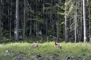 Aplinkos viceministrė: Lietuva pritaria Europos Sąjungos biologinės įvairovės strategijai iki 2030 metų
