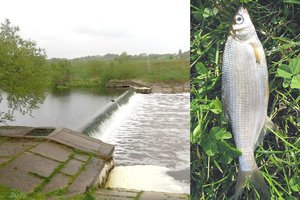 Brakonierių grobis prie tvenkinių – itin vertingos neršiančios žuvys