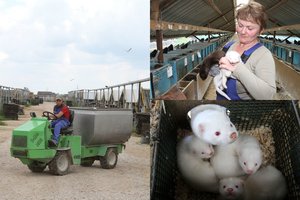 Žvėrelių fermoms – dvigubas kirtis: štai kaip elgiasi dabar su darbuotojais 