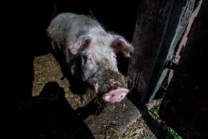 Švelninami apribojimai dėl afrikinio kiaulių maro Kazlų Rūdos savivaldybėje