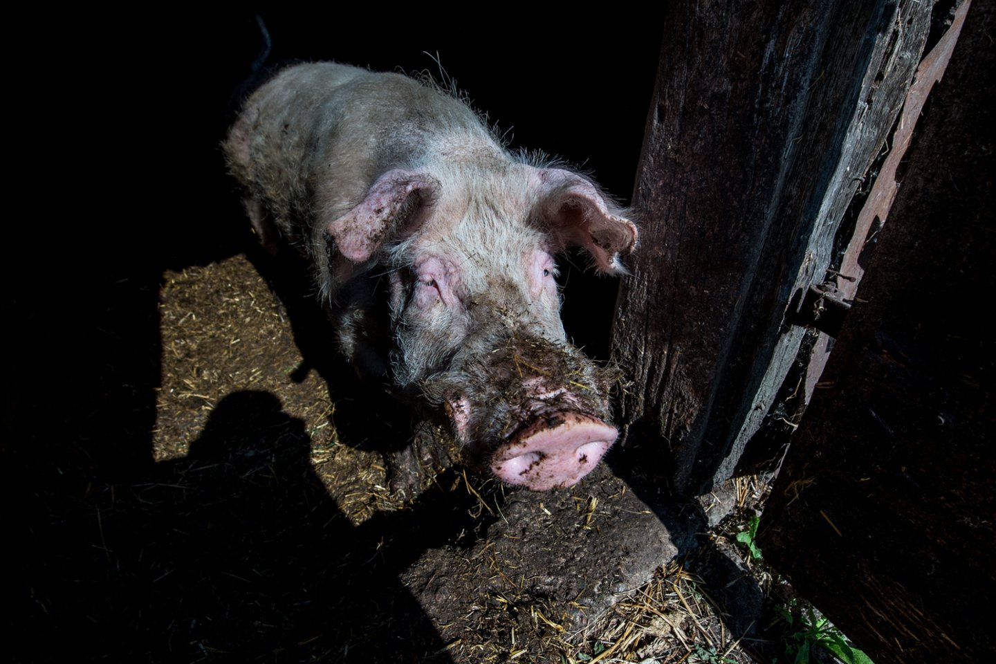 Po visiško AKM užkrėstų Kazlų Rūdos ūkių išvalymo ir dezinfekcijos praėjo daugiau kaip trys mėnesiai, naujų protrūkių kiaulių laikymo vietose nenustatyta.<br>V.Ščiavinsko nuotr.
