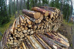Baltijos šalyse krinta medienos kaina: sektorius susidūrė su didžiuliais iššūkiais