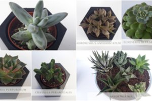 Daugelio pamėgtos kambarinės gėlės – sukulentai: 6 būdai kaip jų nenugalabyti