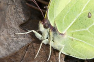 Drugelių vardai: nuo kilmingų titulų iki paukščių vardų ar net kilimo