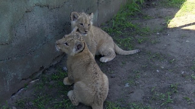 Po 11 metų pertraukos Klaipėdos zoologijos sode gimė liūtai