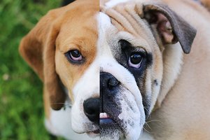 Hibridiniai šunys: neatsakingi eksperimentai su veislėmis