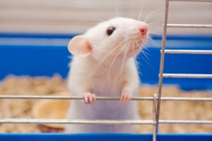 Tikroji priežastis, kodėl daugelis laboratorinių pelių yra baltos
