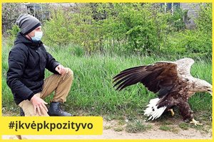 Sužalotas jūrinis erelis pasveiko Klaipėdoje – didingais sparnų mostais išskrido į laisvę