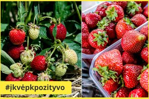 Jei iki šiol nerimaujate dėl braškių derliaus, vadinasi, dar nežinote svarbios jų auginimo taisyklės