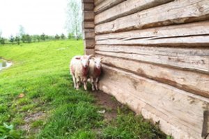 Nuo vilkų sprunkančio ėriuko kraujas aptaškė namo langus