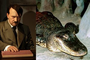 Maskvoje nugaišo Adolfui Hitleriui galėjęs priklausyti aligatorius 