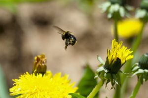 Šalnų pavojus sumažėjo iki minimalaus: sėkite ir lepiausias daržoves
