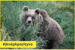 Biržų r. vyras sutiktą lokio jauniklį vaišino duona, kol pasirodė jo motina