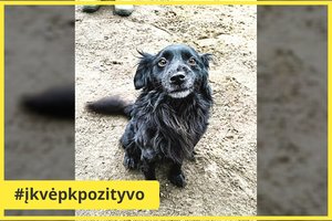 Šuns ištikimybė Panevėžyje: mirus šeimininkui iš kitų pabėgdavo ir grįždavo keliasdešimt kilometrų