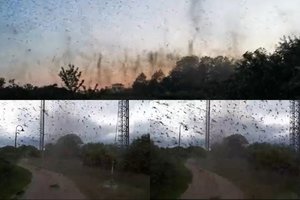 Pamaryje – įspūdingas reginys: uodai lenda į akis ir burnas, horizonte – lyg gaisrai