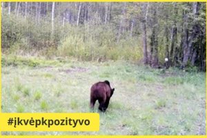 Kupiškio r. pastebėta meška medžiotojus nustebino gudriu poelgiu