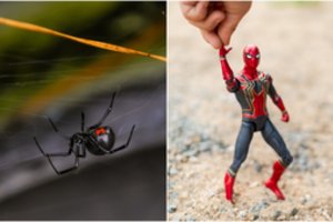 Trys berniukai leido vorui jiems įkąsti: tikėjosi, kad įgys ypatingų galių