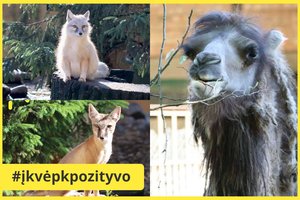 Lietuvos zoologijos sode – žavingi gyvūnų išvaizdos pokyčiai, kurie privers nusišypsoti