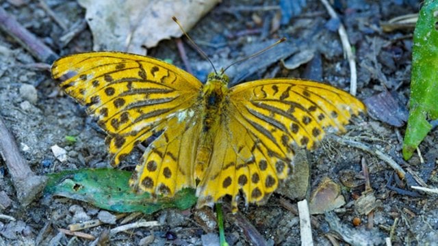 Mimikrija: sužinokite, kaip nuo priešų slepiasi drugeliai, vabzdžiai ir net augalai