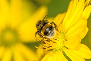 Turbūt nebūtumėte patikėję, ką daro išalkusios kamanės – bet tai veikia!