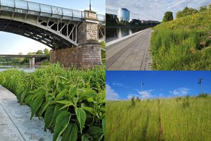 Šienavimo ypatumai Vilniuje: vaizdelis Neries krantinėje – iškalbingas