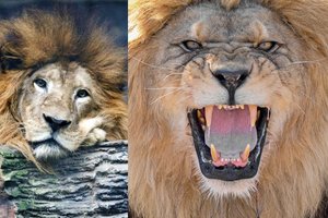 Košmaras zoologijos sode: liūtai Australijoje užpuolė prižiūrėtoją, jos būklė kritinė