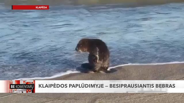 Vaizdas kelia šypseną: Klaipėdos paplūdimyje – besiprausiantis bebras