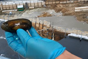 Avarija prie Neries – užmiršta, bet vis dar tenka aiškintis, ką pridirbo žudantys teršalai 