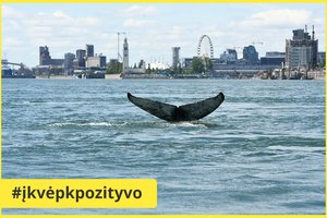 Vienoje didžiausių upių Kanadoje pastebėtas kuprotasis banginis