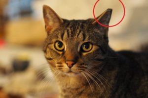 Jei pamatėte katę pakirpta ausimi – štai ką tai reiškia