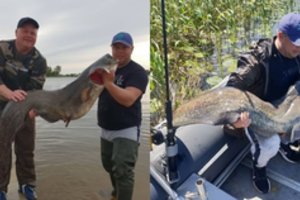 Įspūdingas klaipėdiečių laimikis: gaudė lydekas, o užkibo 22 kg upių milžinas