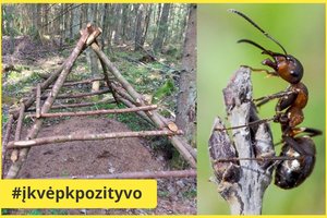 Miškininkai nuo šernų saugos skruzdes: aptvers 1400 skruzdėlynų