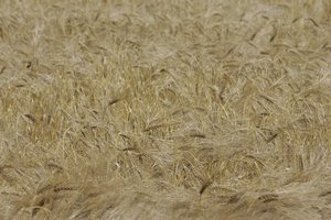 Ukraina jau pagerino ankstesniais metais pasiektą grūdų eksporto rekordą