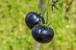 Ruošiatės sodinti pomidorus – parodė gudrybę, kaip užsitikrinti geresnį derlių