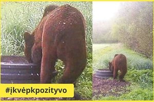 Šiaurės Lietuvoje pastebėti du itin reti plėšrūnai: vaizdus įamžino kameros