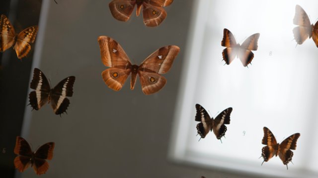 Pažintis su retais drugeliais: povas ir jo antrininkas paris