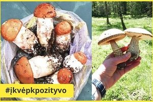 Grybautojai sužavėti: vasaros pradžioje miškuose puolė dygti raudonikiai