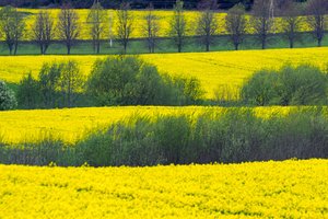 Pasiruoškite Pasaulinei aplinkos dienai: patarė, kaip galite prisidėti prie saugojimo