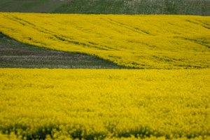 Šešėlinė prekyba augalų apsaugos produktų falsifikatais sparčiai auga