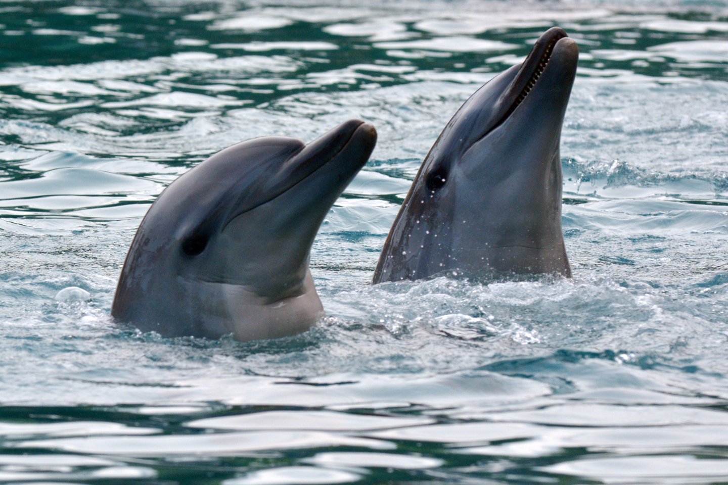  Kai vandenys platūs, o patelių mažai – ką daro meilės ištroškę delfinų patinai? Jie susigrupuoja ir ima traukti viliojančias dainas.<br> 123rf nuotr.